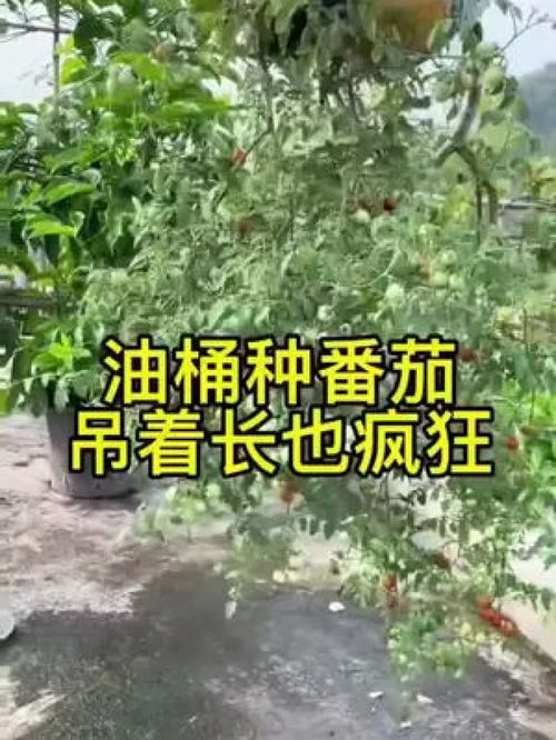 来学农技 不用的油桶这样用,垂吊种植番茄 农业种植 优质农产品 家庭种植