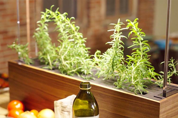 herb garden给你在自己家里种植农产品的可能性