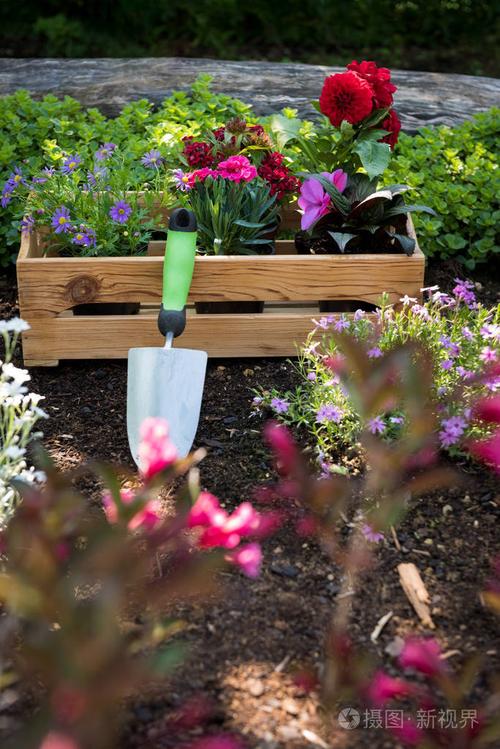 园艺. 装满华丽植物和花园工具的箱子,准备在阳光明媚的花园里种植.