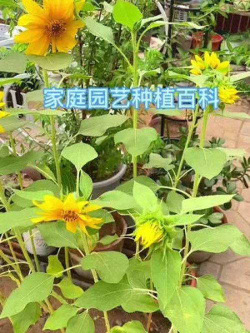 家庭园艺种植百科 花卉绿植 养花达人 一花一草一世界 种植 盆栽 种菜 阳台种植 农家值丰农