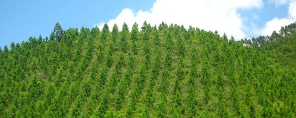 植树造林的缺点 你知道吗