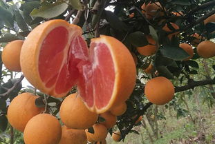柚子苗 浙江高产柚子苗品种 稀优种苗网