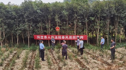 四川筠连县法院: 桂花林里解纷争