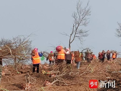 连云港南云台林场 阳春三月植树忙