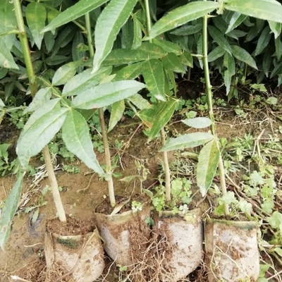 花椒树苗批发 花椒树小苗 庭院种植树木 价格便宜