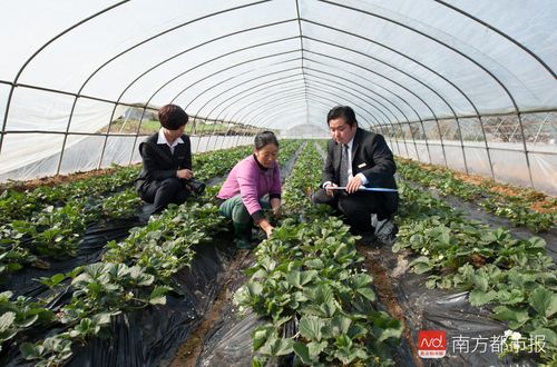 邮储银行江门市分行坚持绿色经营理念,大力支持林木种植行业